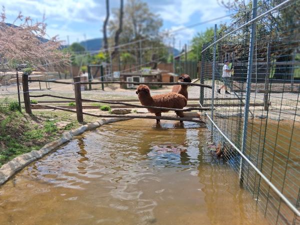 Obisk živalskega vrta v Slovenskih Konjicah