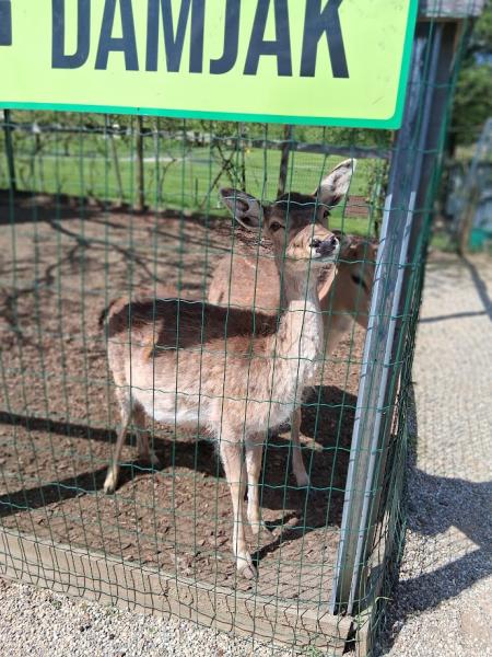 Obisk živalskega vrta v Slovenskih Konjicah