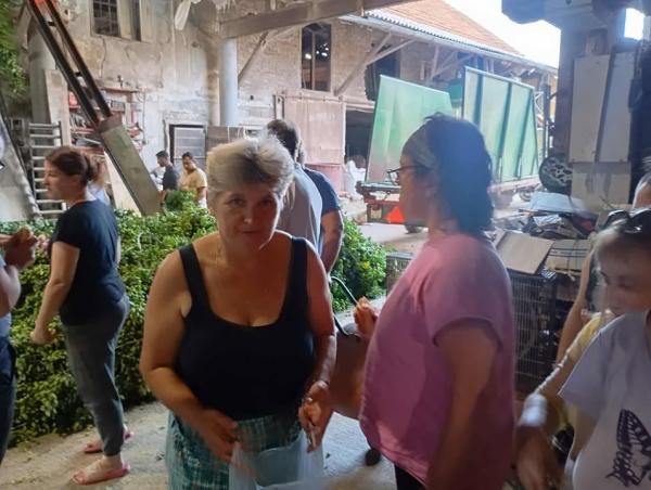 Spoznali smo obiranje hmelja
